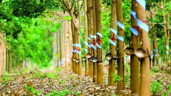 GVR - TIỀM NĂNG TĂNG GIÁ