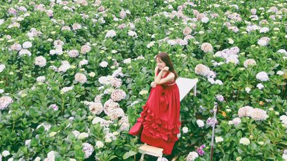 Vườn hoa cẩm tú cầu - Đà Lạt